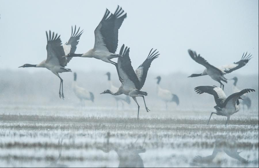 Guizhou: Aves migratorias en Reserva Natural Nacional de Caohai