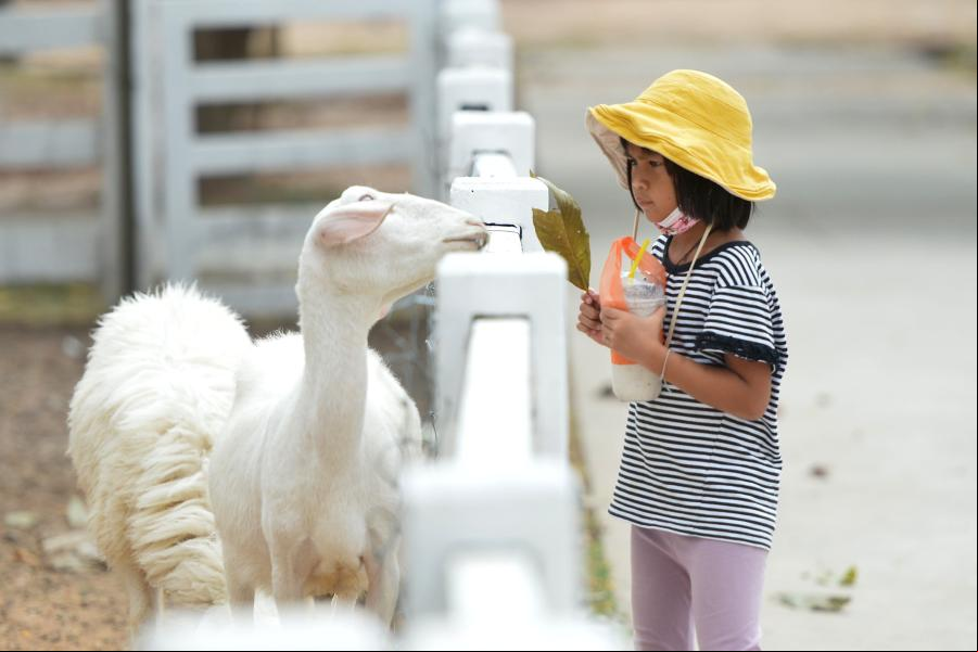 Granja de ovejas de Pattaya en Chonburi, Tailandia